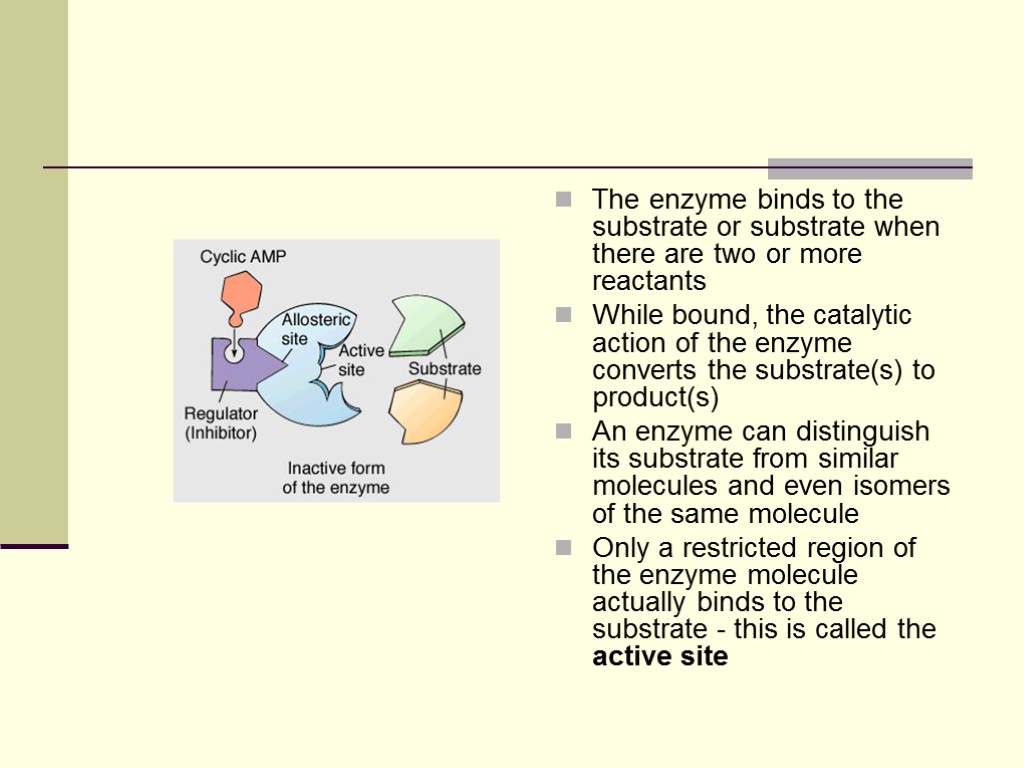 The enzyme binds to the substrate or substrate when there are two or more